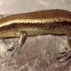 5 Fakta Menarik Tentang Kadal Common Sun Skink atau Kadal Sawah yang Sangat Umum Kita Jumpai 