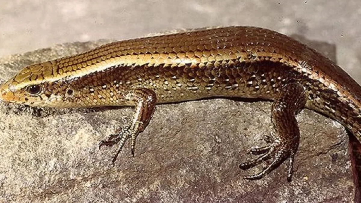 5 Fakta Menarik Tentang Kadal Common Sun Skink atau Kadal Sawah yang Sangat Umum Kita Jumpai 