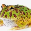 8 Fakta Menarik Tentang Katak Ceratophrys Cranwelli, Katak Pacman yang Biasa Menjadi Hewan Peliharaan yang San