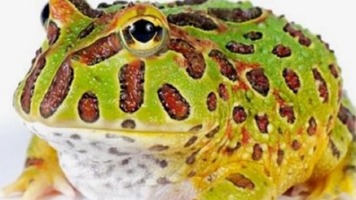 8 Fakta Menarik Tentang Katak Ceratophrys Cranwelli, Katak Pacman yang Biasa Menjadi Hewan Peliharaan yang San