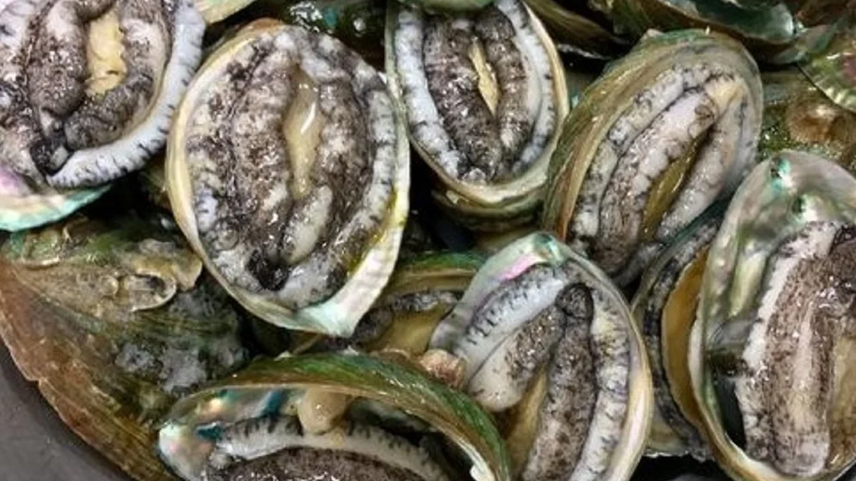 5 Olahan yang Berbahan Dasar Kerang Abalone yang Sangat Enak dan juga Bikin Ngiler 