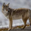 7 Fakta Tentang Anjing Coyote, Jenis Anjing Liar Berkerabat Dekat Dengan Serigala 