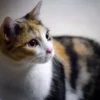 5 Fakta Menarik Tentang Kucing Belang 3, Ternyata Kucing Dengan Warna 3 Ini Mayoritas Betina Semua dan Sangat