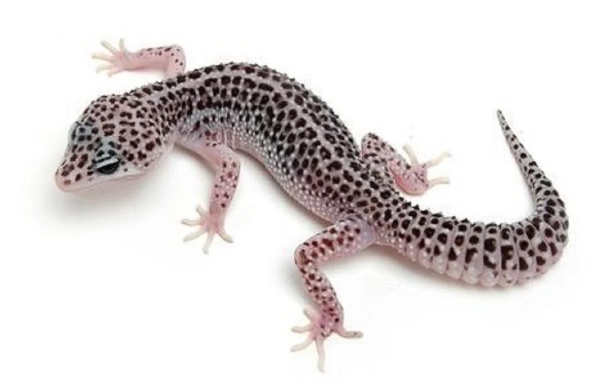 7 Jenis Varietas Leopard Gecko, yang Sangat Menarik dan Mungkin ada ...