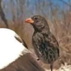 5 Fakta Menarik Tentang Burung Vampire Ground Finch, Burung Penghisap Darah 