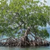 5 Manfaat Pohon Mangrove Bagi Pantai, Penahan Gelombang Laut Agar Pantai Tidak Abrasi 