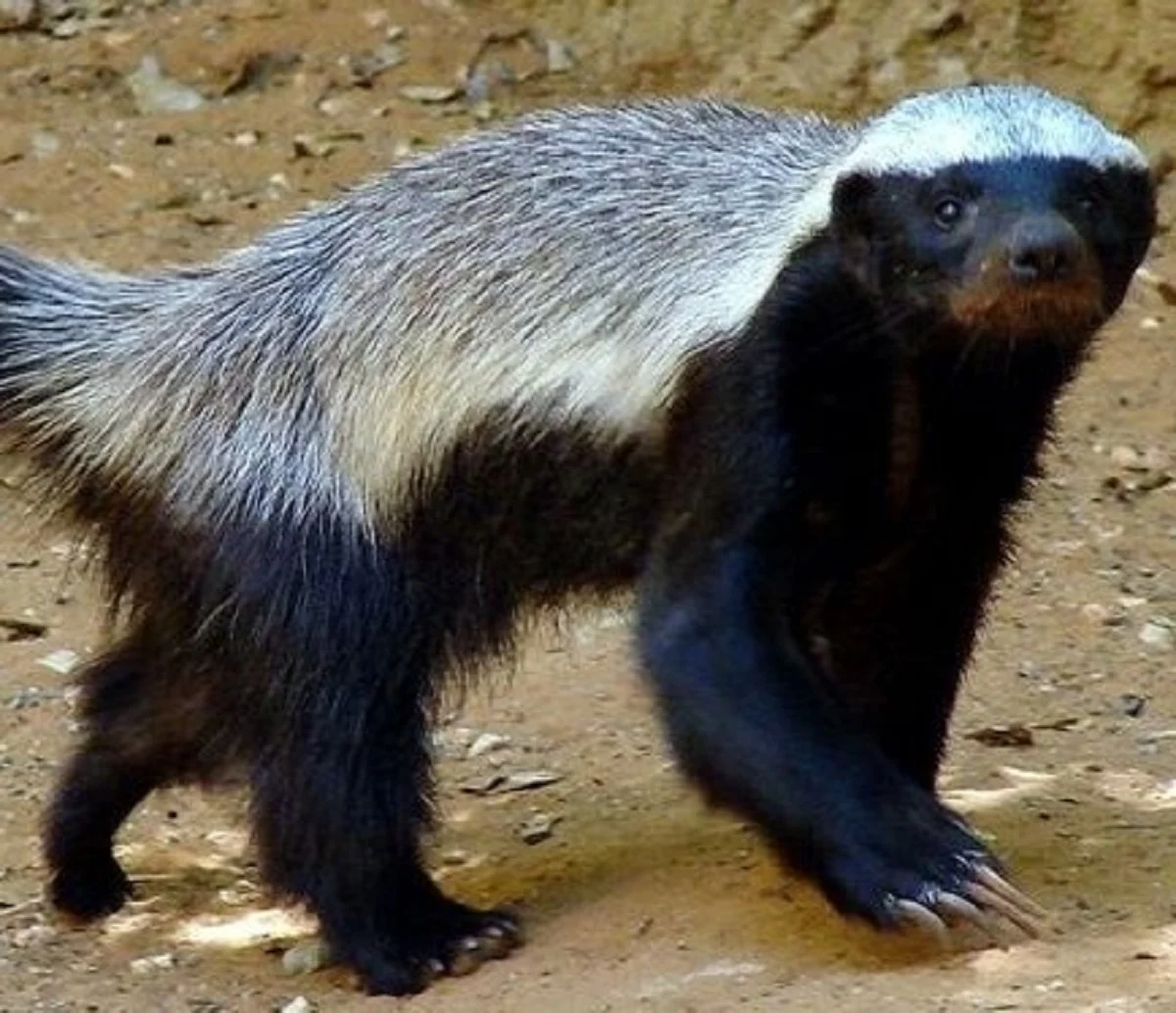 5 Fakta Menarik Tentang Ratel, Hewan yang Sangat Kuat dan Tahan Akan ...