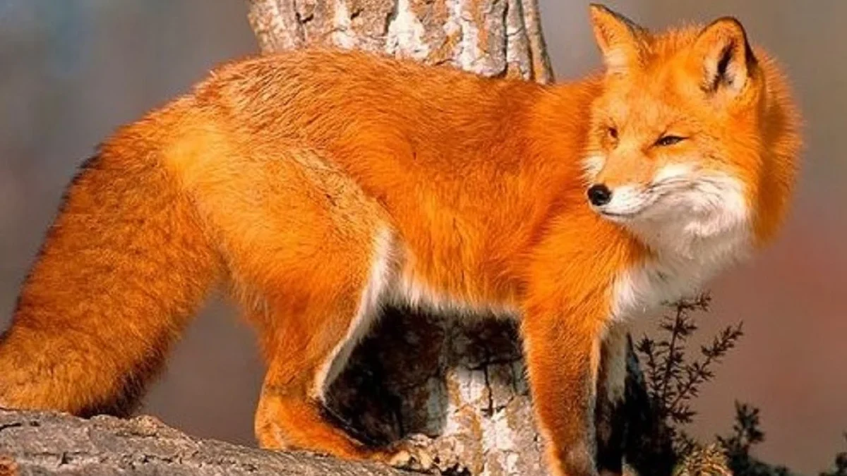 5 Fakta Menarik Tentang Vulpes Vulpes atau Rubah Merah, Hewan yang Sangat Unik 