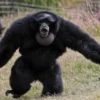 4 Fakta Menarik Tentang Symphalangus Syndactylus atau Siamang, Jenis Kera yang Memiliki Suara yang Sangat Khas