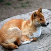 4 Fakta Tentang New Guinea Singing Dog, Spesies Anjing Liar yang Memiliki Suara yang Sangat Unik 