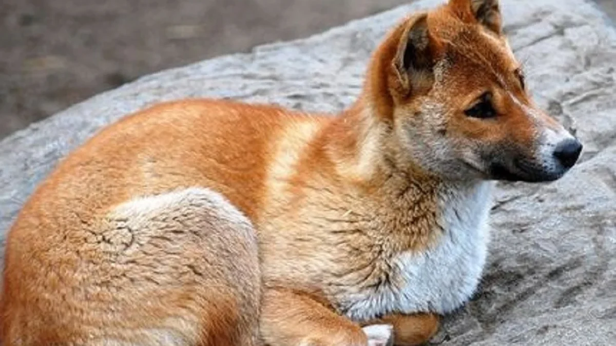 4 Fakta Tentang New Guinea Singing Dog, Spesies Anjing Liar yang Memiliki Suara yang Sangat Unik 