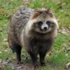 5 Fakta Menarik Mengenai Tanuki, Hewan yang Sangat Unik dan Menjadi Hewan Mitologi Jepang 