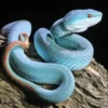 4 Fakta Menarik Tentang Ular Trimeresurus insularis, Ular yang Memiliki Warna yang Sangat Cantik Namun Sangat