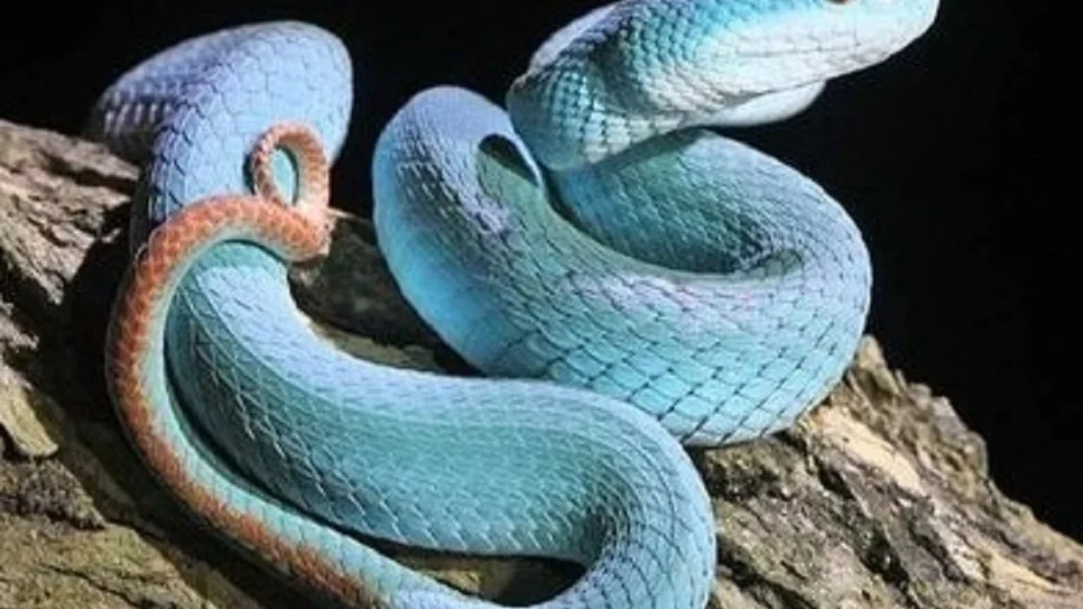 4 Fakta Menarik Tentang Ular Trimeresurus insularis, Ular yang Memiliki Warna yang Sangat Cantik Namun Sangat