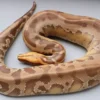 5 Fakta Menarik Tentang Borneo Short Tailed Python, Jenis Ular Python Terpendek 