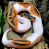 5 Tips Cara Merawat Ular Ball Python, Bagi Kamu yang Ingin Memiliki dan Memelihara Simaklah 