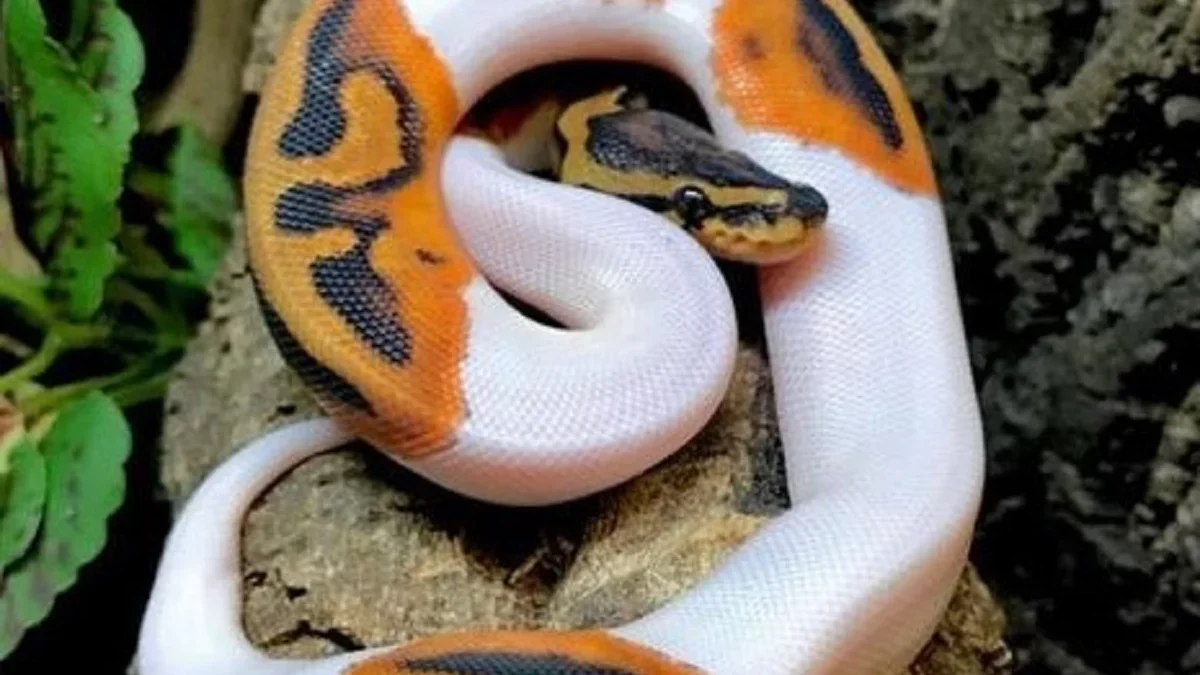 5 Tips Cara Merawat Ular Ball Python, Bagi Kamu yang Ingin Memiliki dan Memelihara Simaklah 