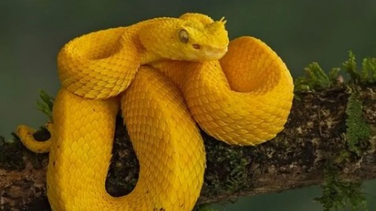 5 Spesies Ular Viper yang Sangat Berbahaya Apabila digigit 