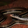 5 Fakta Tentang Ular Xenochrophis Vittatus, Ular Air Kecil dan Biasa ditemui di Sekitar Sungai