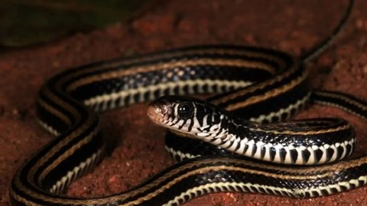 5 Fakta Tentang Ular Xenochrophis Vittatus, Ular Air Kecil dan Biasa ditemui di Sekitar Sungai