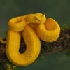 7 Jenis Ular Viper yang Memiliki Warna Paling Cantik, Warna Cerah Namun Sangat Berbahaya dan Bisa Mengakibatka