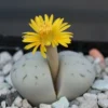 Menyulap Rumah Anda dengan Lithops: Ide Kreatif untuk Mendekorasi Rumah dengan Tanaman Batu