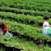 Liburan Lebaran 2024! Kebun Strawberry Ciwidey Rekomendasi Tempat Wisata untuk Anak yang Suka Berkebun