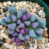 10 Fakta Menarik Lithops: Tanaman Batu yang Unik dan Menakjubkan