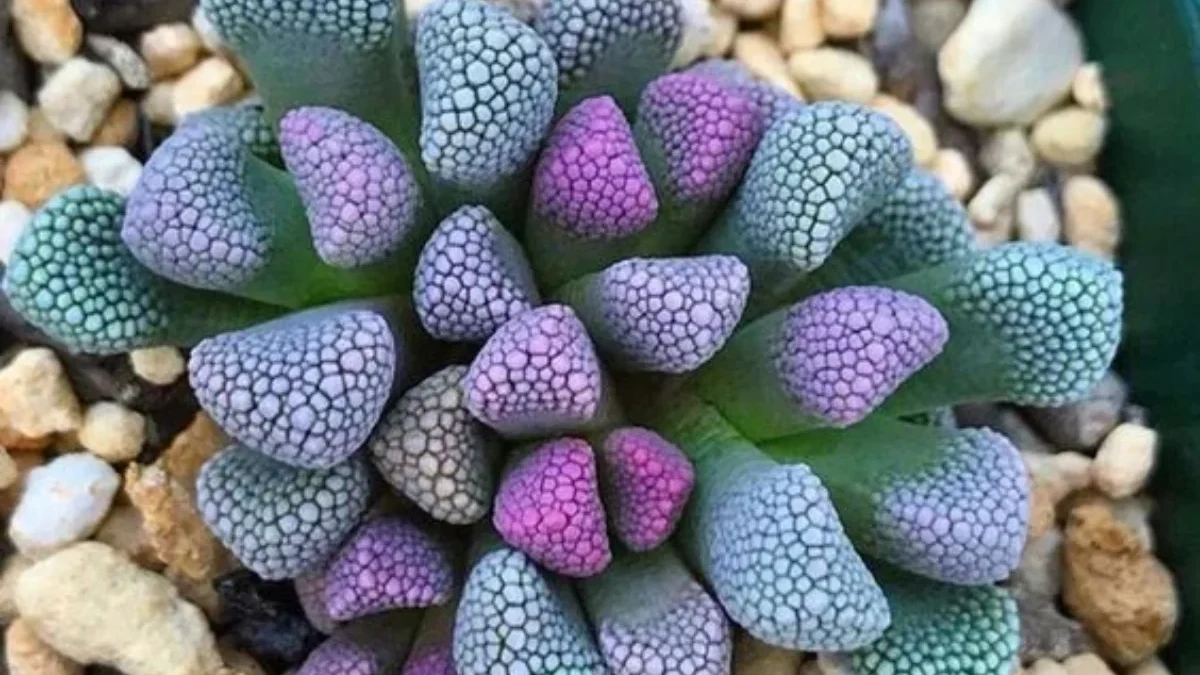 10 Fakta Menarik Lithops: Tanaman Batu yang Unik dan Menakjubkan