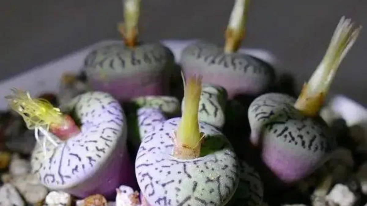 Tips Dekorasi Rumah Hemat Ruang dengan Lithops: Tanaman Mungil yang Penuh Pesona