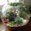 Segarkan Ruangan dengan Tanaman Hias dalam Wadah Kecil, 5 Pilihan Tanaman Mudah untuk Terrarium