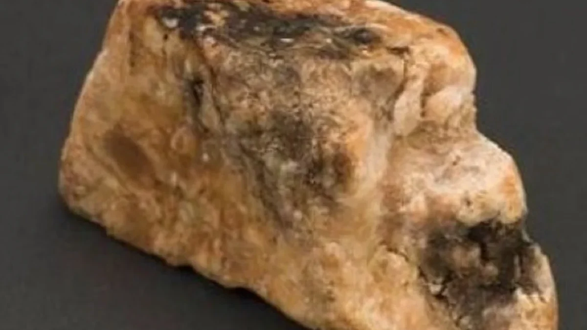 5 Fakta Tentang Ambergris atau Muntahan Paus Sperma yang Memiliki Harga yang Sangat Mahal 