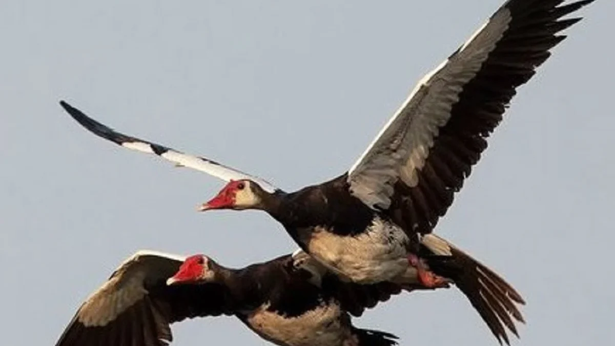 6 Fakta Unik Spur-winged Goose,Jenis Angsa yang Memiliki Berat Badan 10kg