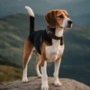 5 Fakta Tentang Anjing Beagle, Anjing Pemburu yang Sangat Ramah 