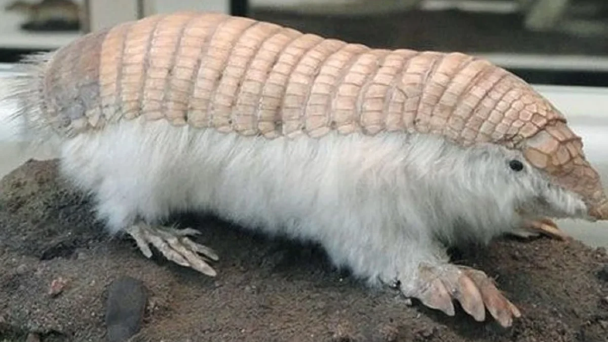 Armadillo Ini Berwarna Pink, 5 Fakta Pink Fairy Armadillo 