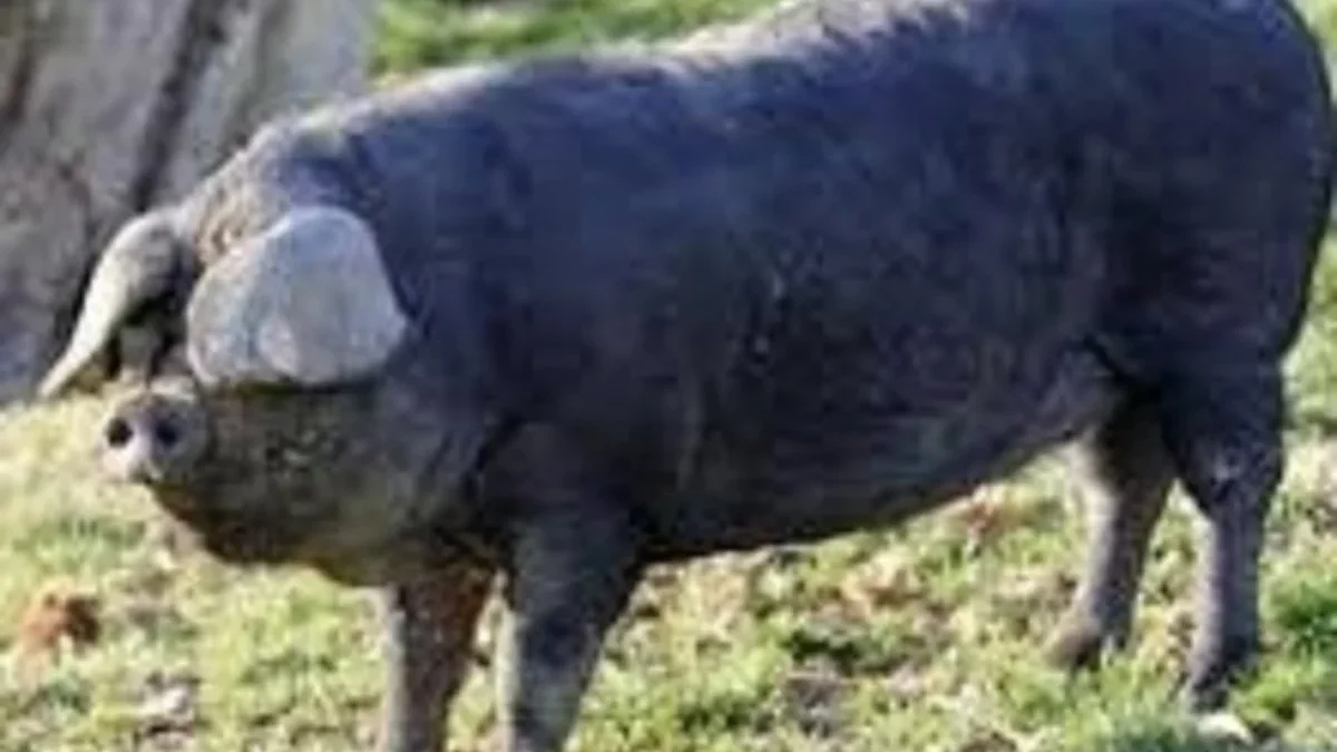 4 Fakta Mengenai Black Slavonian Pig, Ras Babi Potong 