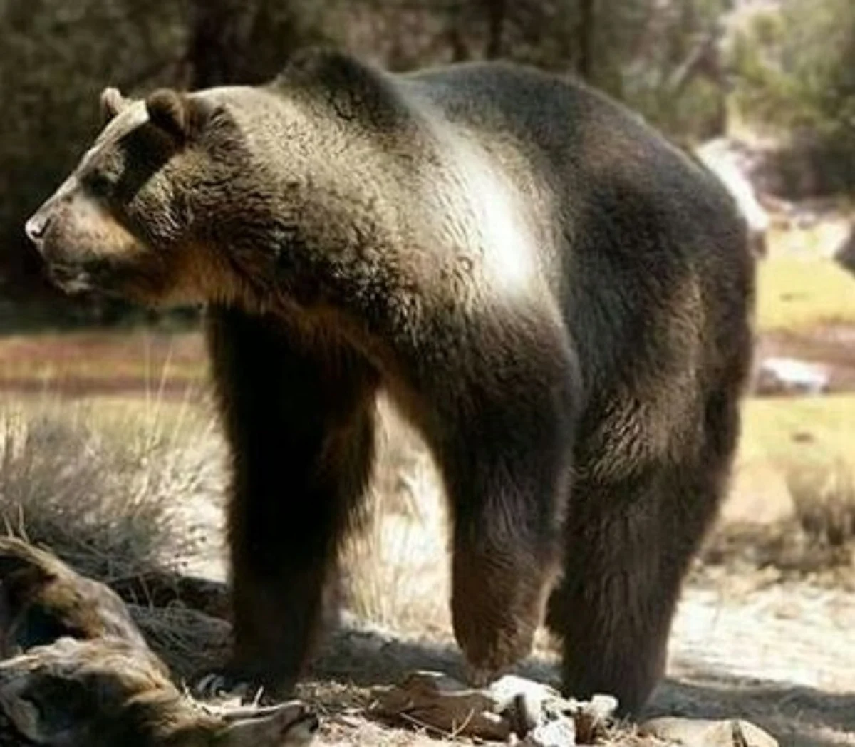 Arctodus 5 Fakta Mencengangkan Tentang Arctodus, Beruang Purba yang PErnah Hidup ...