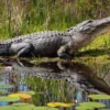 5 Spesies Reptil Terbesar di Bumi Saat Ini dan Tangguh dari Zaman Purba 