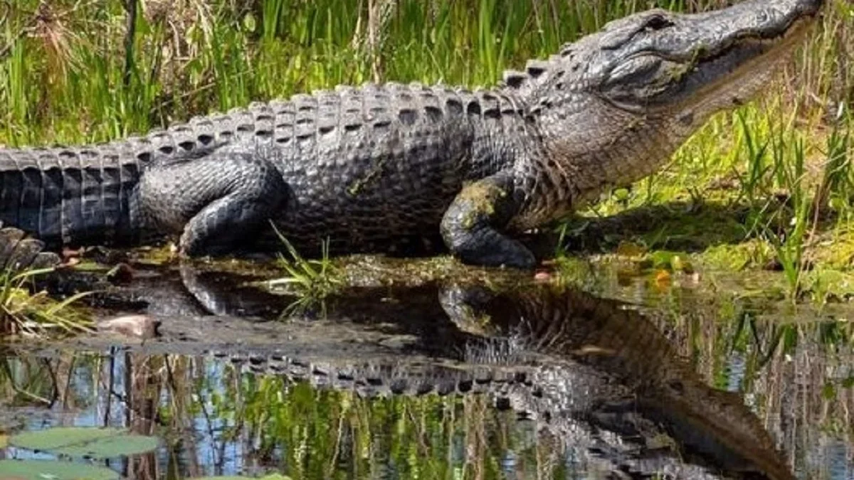 5 Spesies Reptil Terbesar di Bumi Saat Ini dan Tangguh dari Zaman Purba 