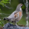 5 Fakta Tentang Chinese grouse yang Mungkin Belum Kamu Ketahui Sebelumnya 