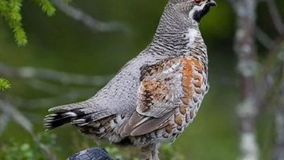 5 Fakta Tentang Chinese grouse yang Mungkin Belum Kamu Ketahui Sebelumnya 