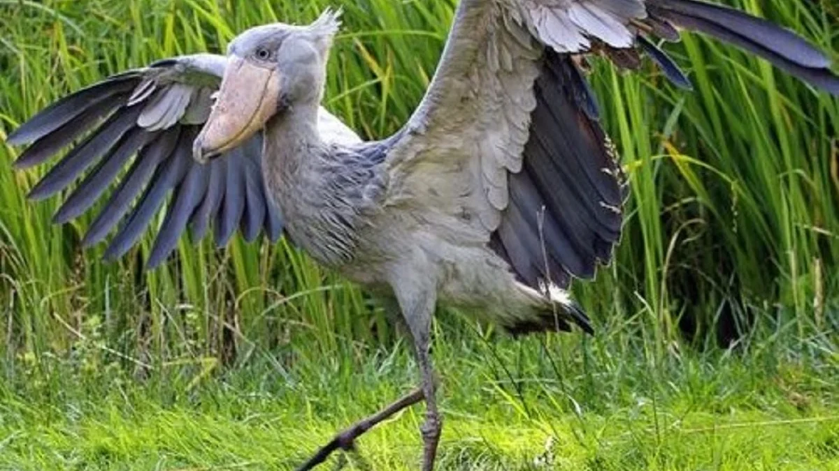 7 Fakta Menarik Tentang Burung Shoebill, Burung Bangau Zaman Purba 