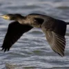 5 Burung yang Ahli dalam Berenang dan Menyelam agar Memudahkan Mereka Menangkap Ikan 