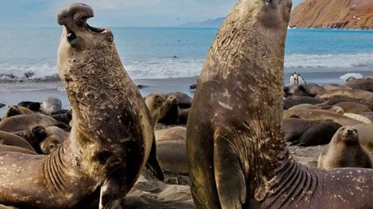 Belum Banyak di Ketahui, 5 Fakta Tentang Southern Elephant Seal atau Gajah Laut 