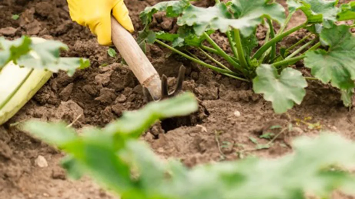 Tips Menjadi Petani Kebun Sukses