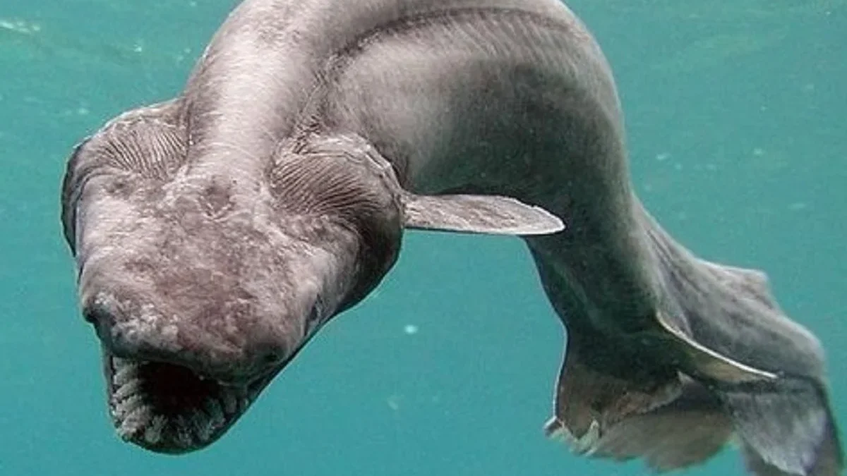 Hiu Primitif yang Masih Ada, 5 Fakta Menakjubkan Tentang Frilled shark 