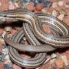 Terlihat Seperti Ular Tetapi Masih Sejenis Kadal, 8 Fakta Unik Burton\'s legless lizard 