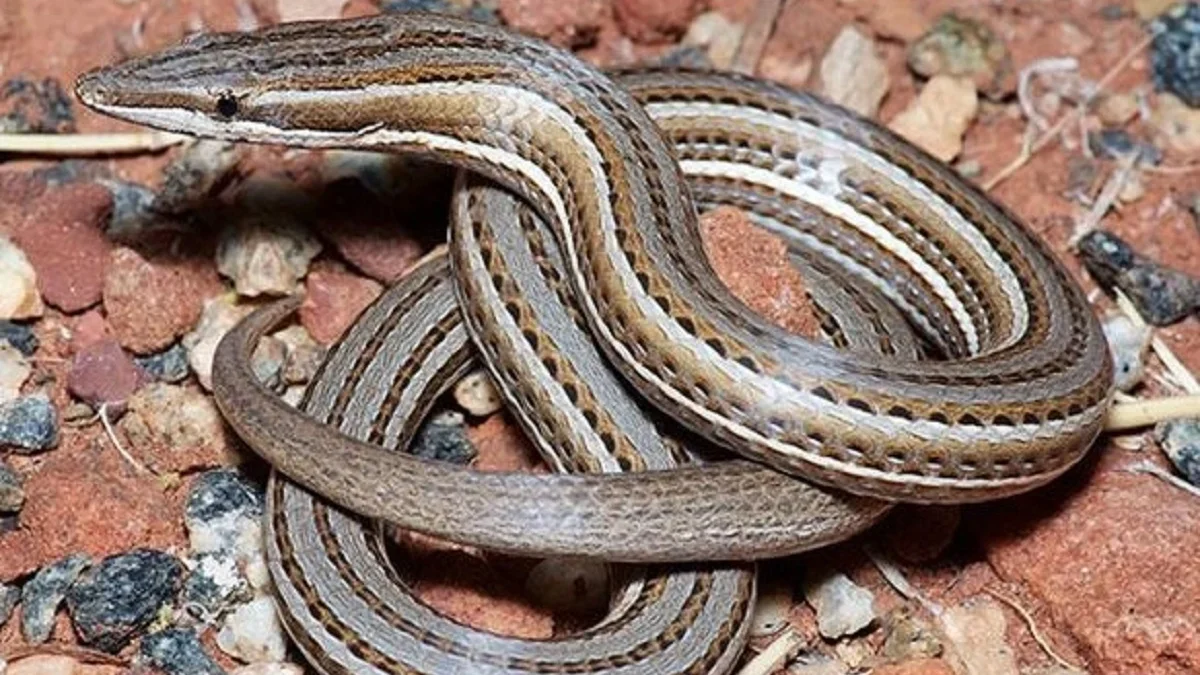 Terlihat Seperti Ular Tetapi Masih Sejenis Kadal, 8 Fakta Unik Burton\'s legless lizard 