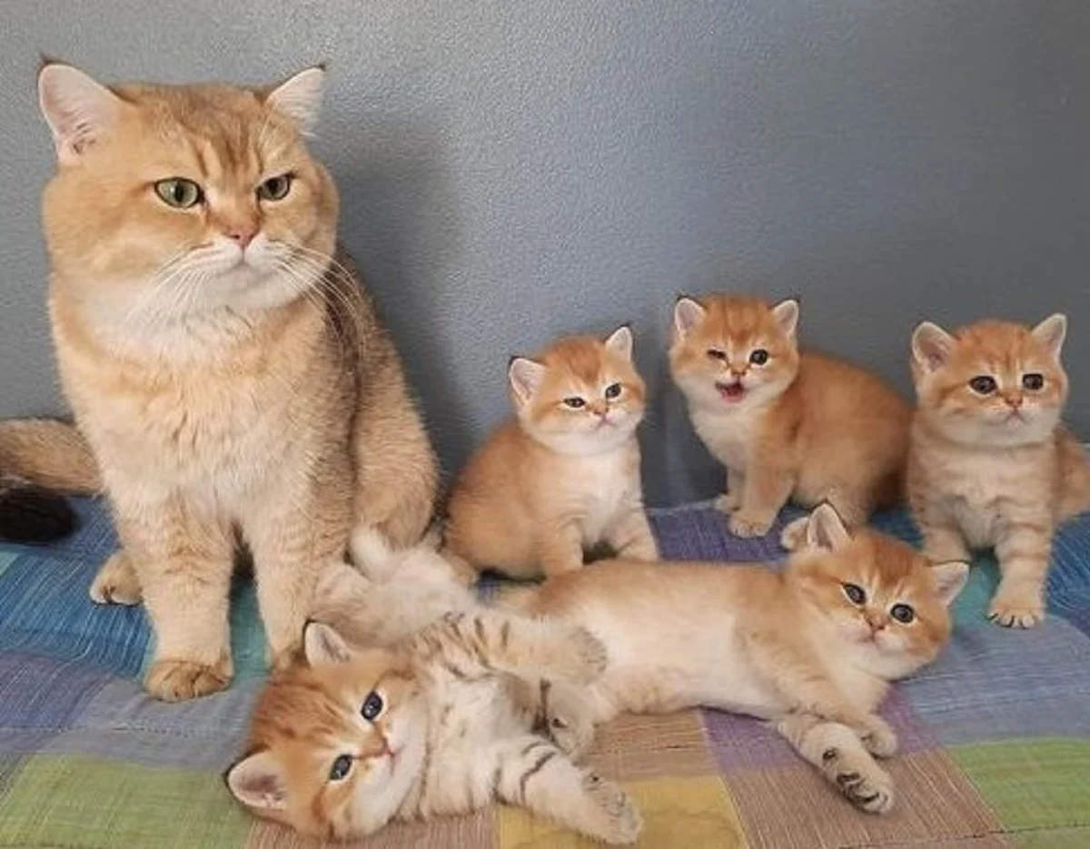 5 Ciri-Ciri Orang yang Menyukai Kucing, Mungkin ada Salah Satu yang ...