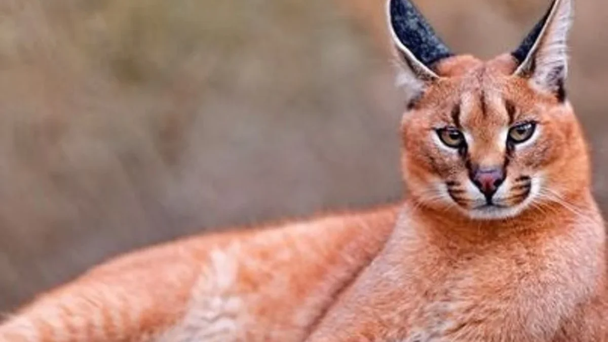 5 Fakta Menarik Tentang Kucing Caracal, Jenis Kucing Liar yang Sangat Unik 